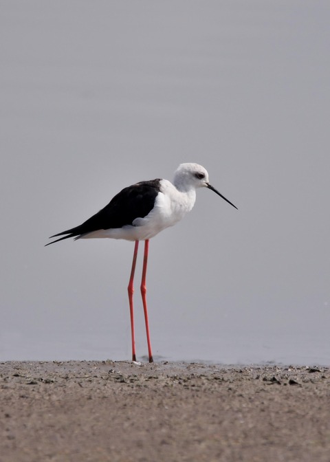 セイタカシギ♂7988