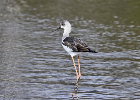 セイタカシギ4244