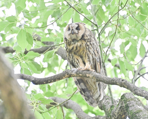トラフズクの♀親4831