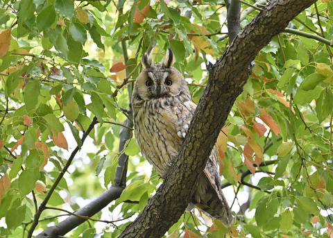 トラフズク♂3869