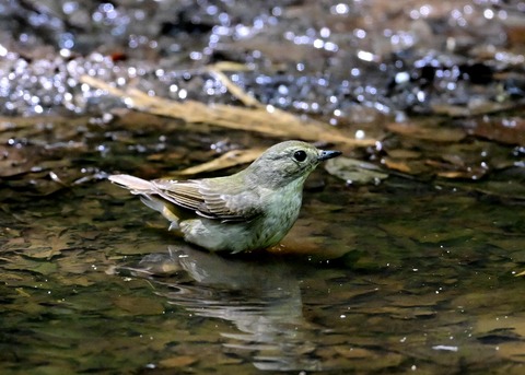 キビタキ♀8584