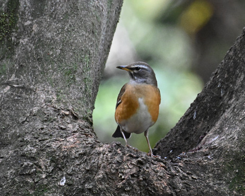 マミチャジナイ2598