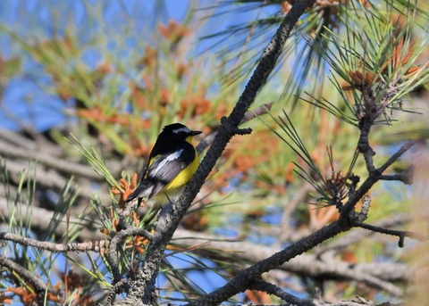 マミジロキビタキ2121