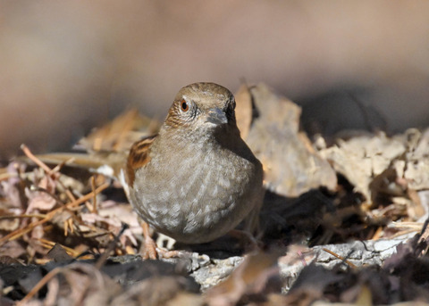カヤクグリ7679