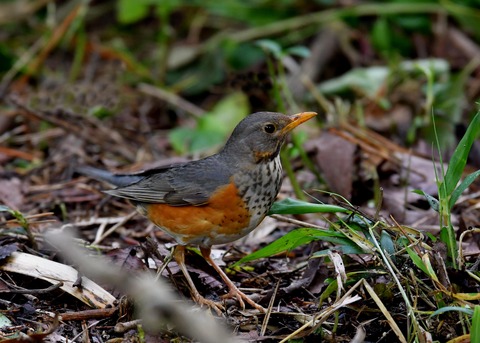 カラアカハラ若♂3769