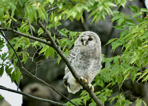 フクロウのヒナ②0097