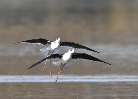 セイタカシギ6070