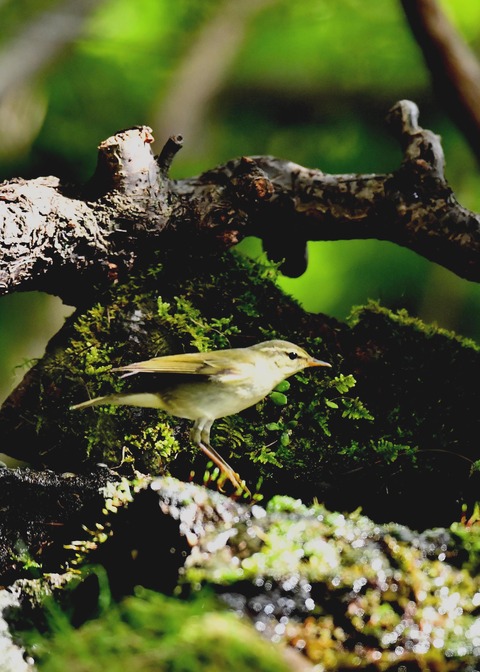 メボソムシクイ0676