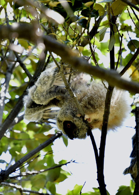 トラフズクのヒナ0198