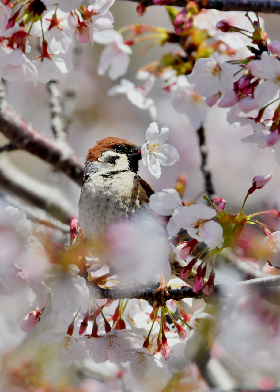 スズメページ スズメ : 野口洪志の野鳥日記