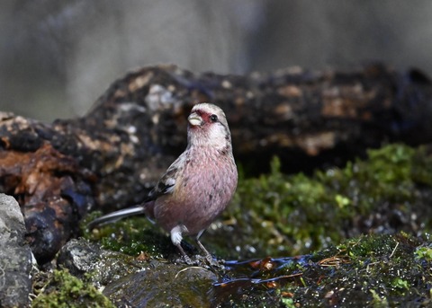ベニマシコ♂5446