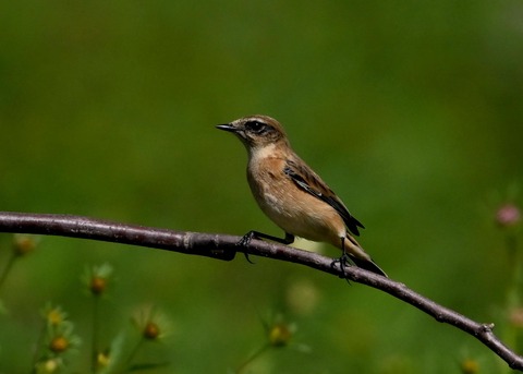 ノビタキ♀6316