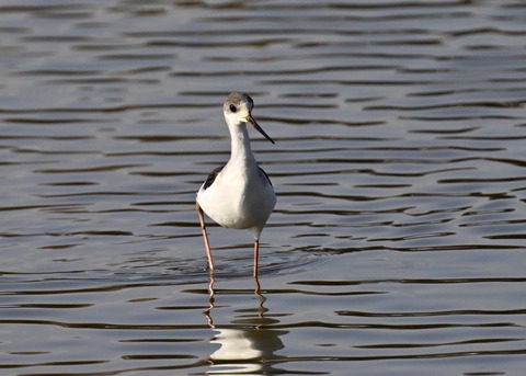 セイタカシギ幼鳥2939