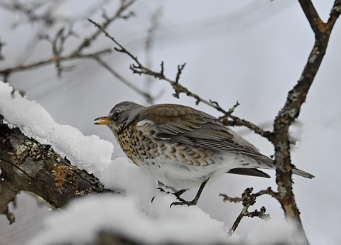 ノハラツグミ1269