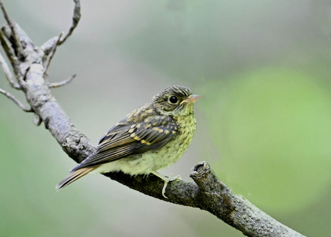 キビタキ幼鳥2616