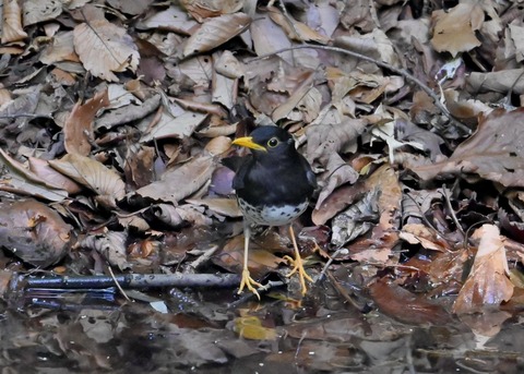 クロツグミ♂4431