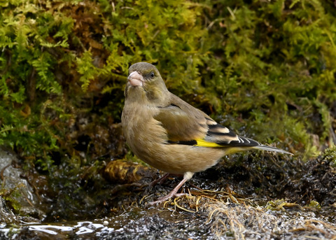オオカワラヒワ♀1448