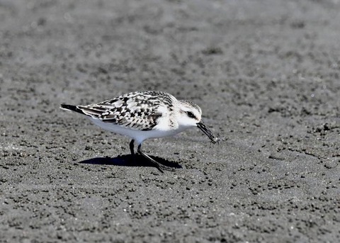 ミユビシギ幼羽9293