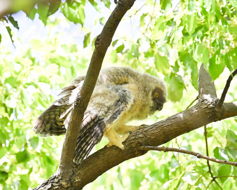 トラフズクの雛①2485