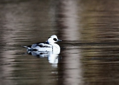 ミコアイサ♂8384