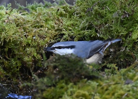 ゴジュウカラ4547