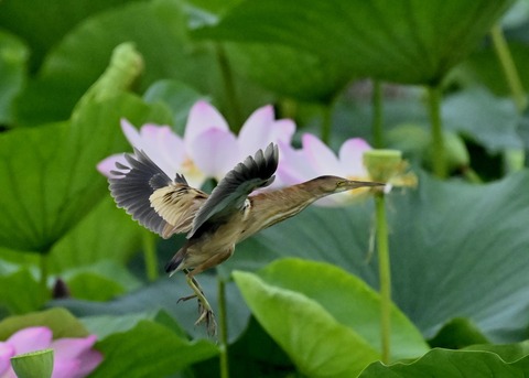 ヨシゴイ♀1455