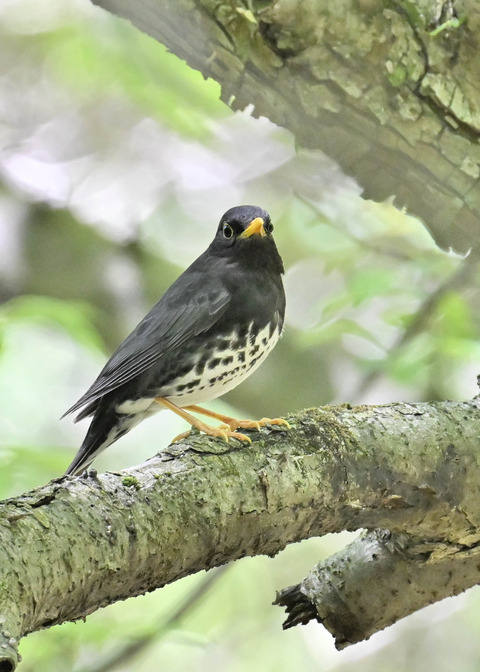 クロツグミ♂5443