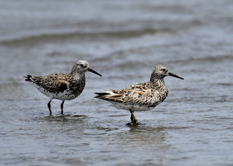 オバシギ夏羽7655