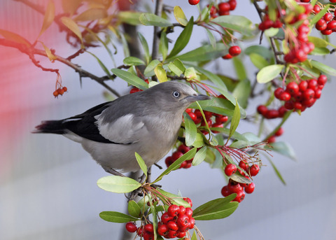 カラムクドリ1300