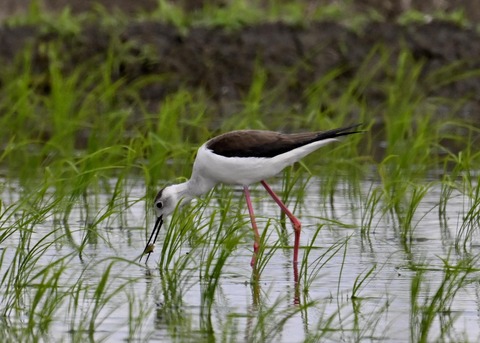 餌捕りセイタカシギ♀0002
