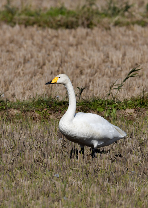 オオハクチョウ4415