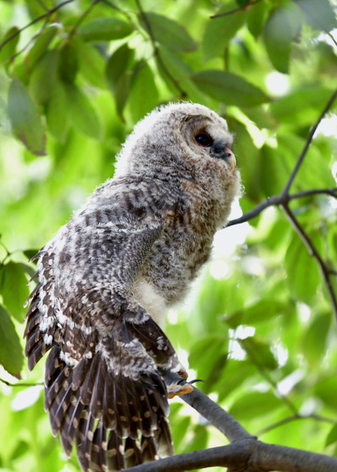 フクロウのヒナ③3339