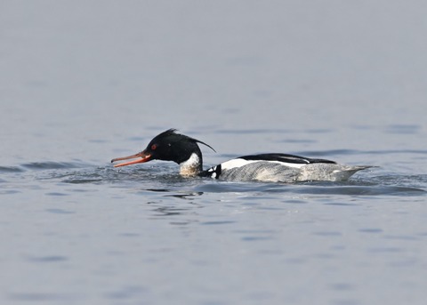 ウミアイサ♂6439