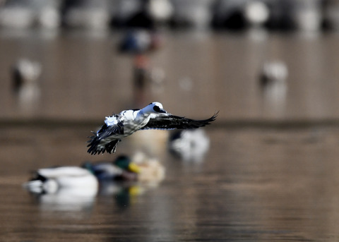 ミコアイサ♂8523