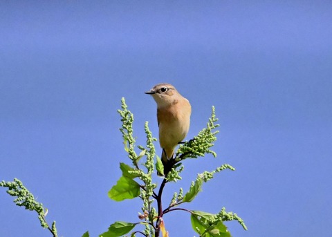 ノビタキ♀0756