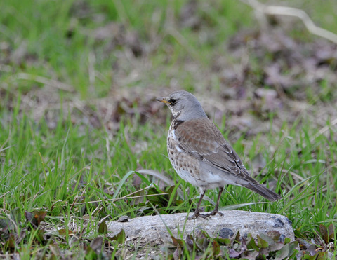 ノハラツグミ1937