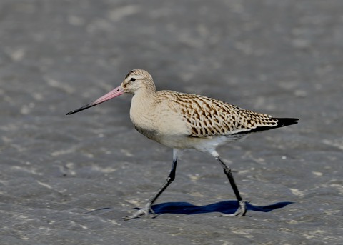 オオソリハシシギ幼鳥1370