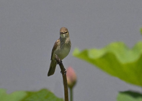 オオヨシキリ2096