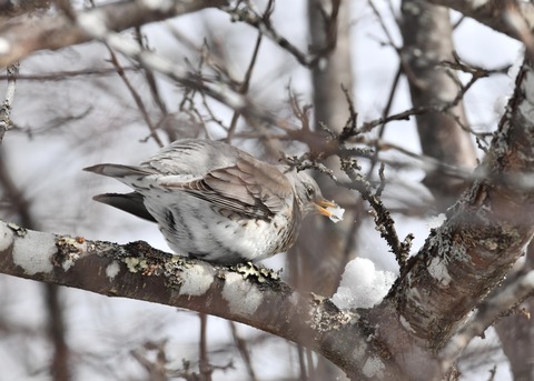 ノハラツグミ5087