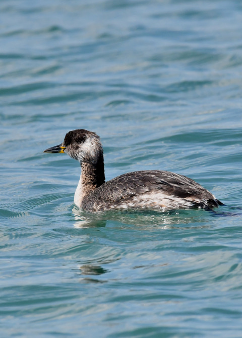 ｱｶｴﾘｶｲﾂﾌﾞﾘ7081