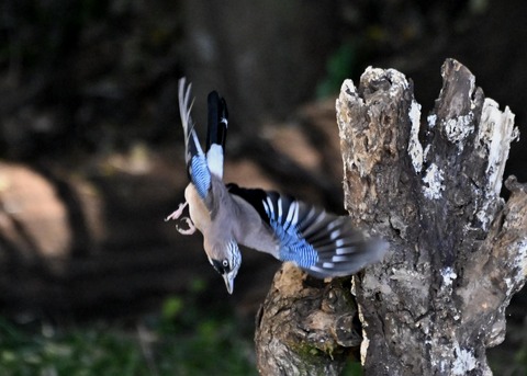カケス飛ぶ0088