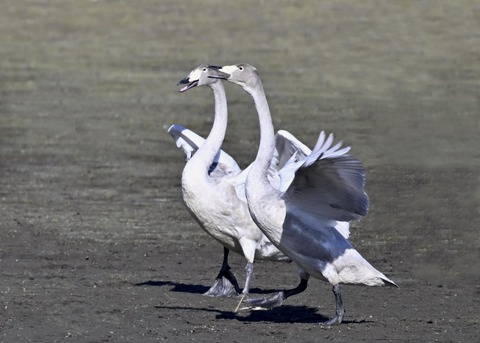 オオハクチョウ幼鳥2235