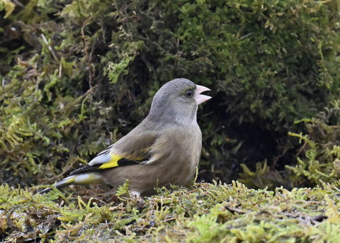 オオカワラヒワ7684