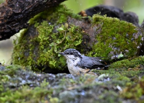 ゴジュウカラ4164