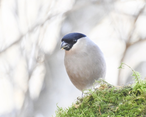 ウソ♀6754