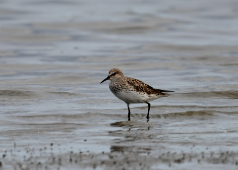 コシジロウズラシギ6277