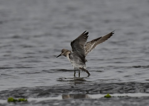 飛ぶ・オバシギ幼鳥4573