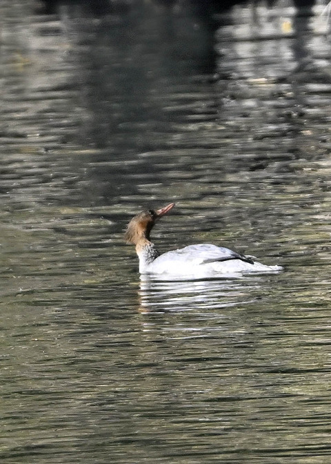 カワアイサ♀3016