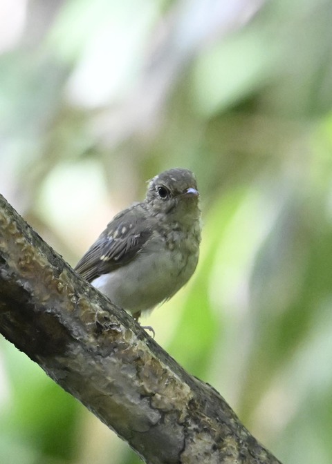 キビタキ幼鳥2078