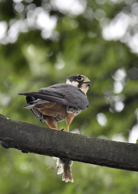 チゴハヤブサ3298